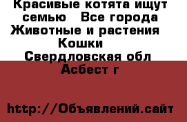 Красивые котята ищут семью - Все города Животные и растения » Кошки   . Свердловская обл.,Асбест г.
